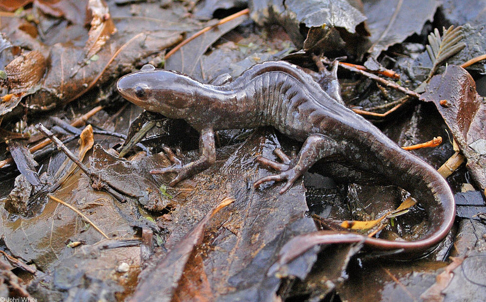 ambystoma_jeffersonianum1