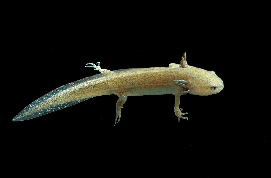 ambystoma_talpoideum