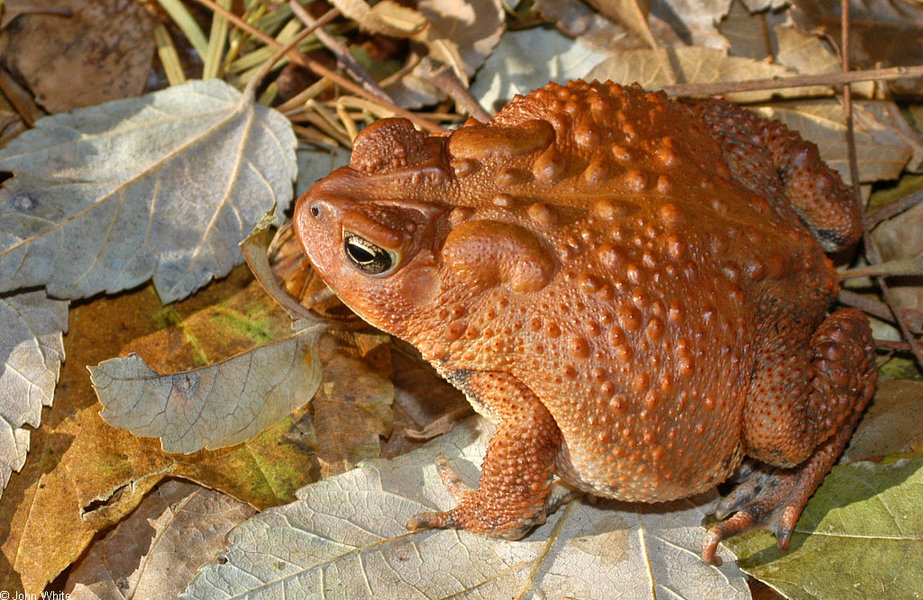 anaxyrus_americanus1