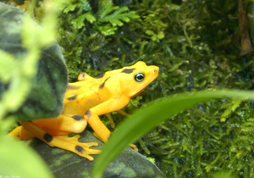 atelopus_varius_zeteki2