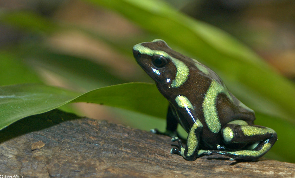 dendrobates_auratus