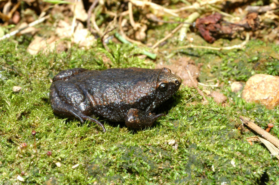 gastrophryne_carolinensis