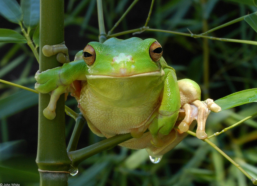 litoria_infrafrenata