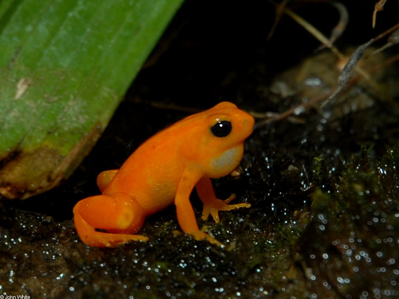 mantella_aurantiaca2