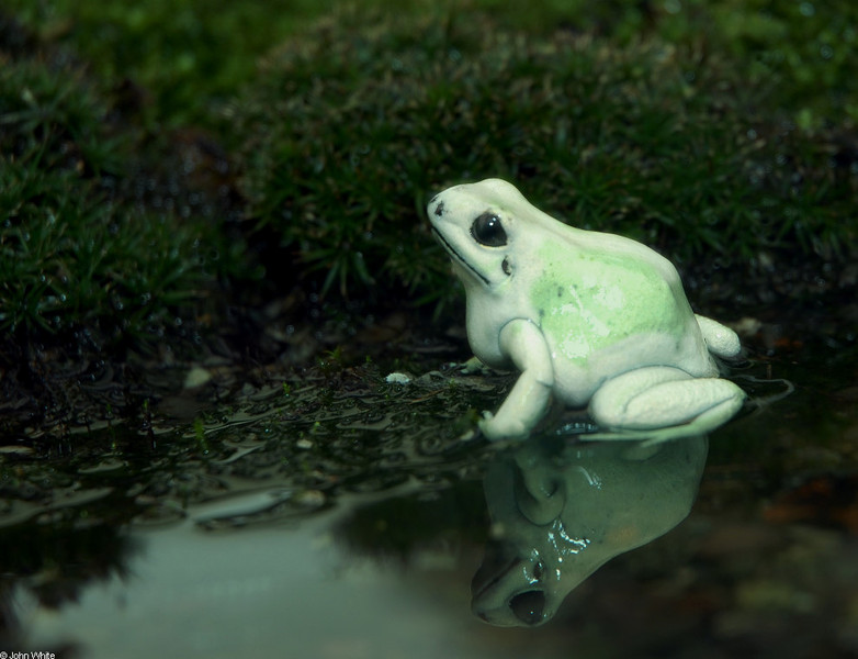 phyllobates_terribilis