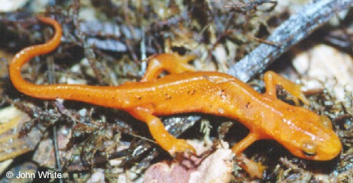 Lissamphibia