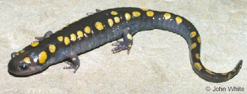 Ambystoma