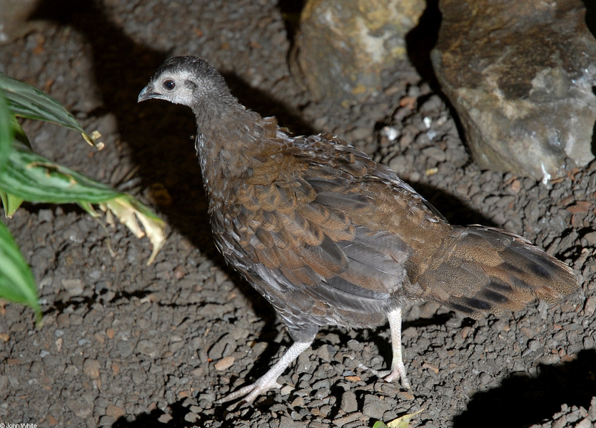 Palawan_Peacock_Pheasant100