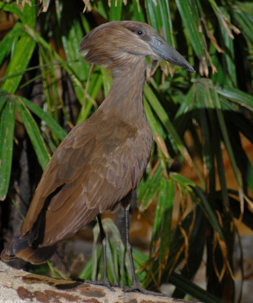 Euteleostomi