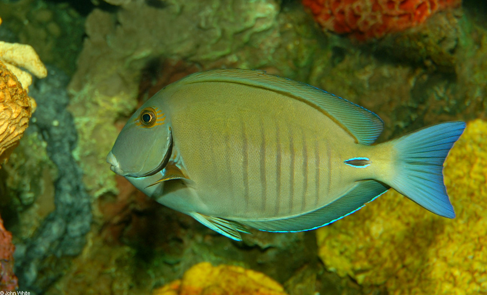 acanthurus_chirurgus