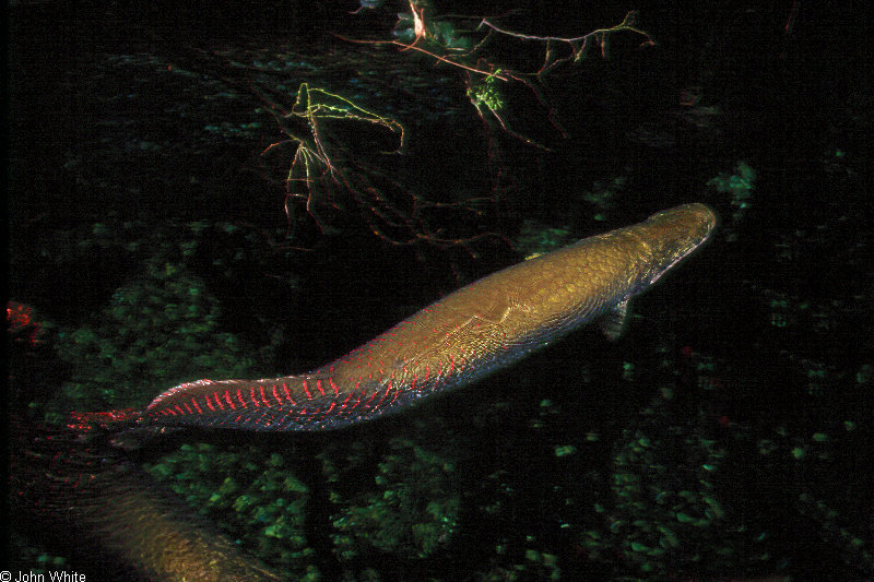 arapaima_gigas1