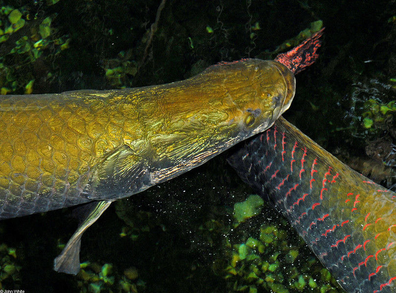 arapaima_gigas2