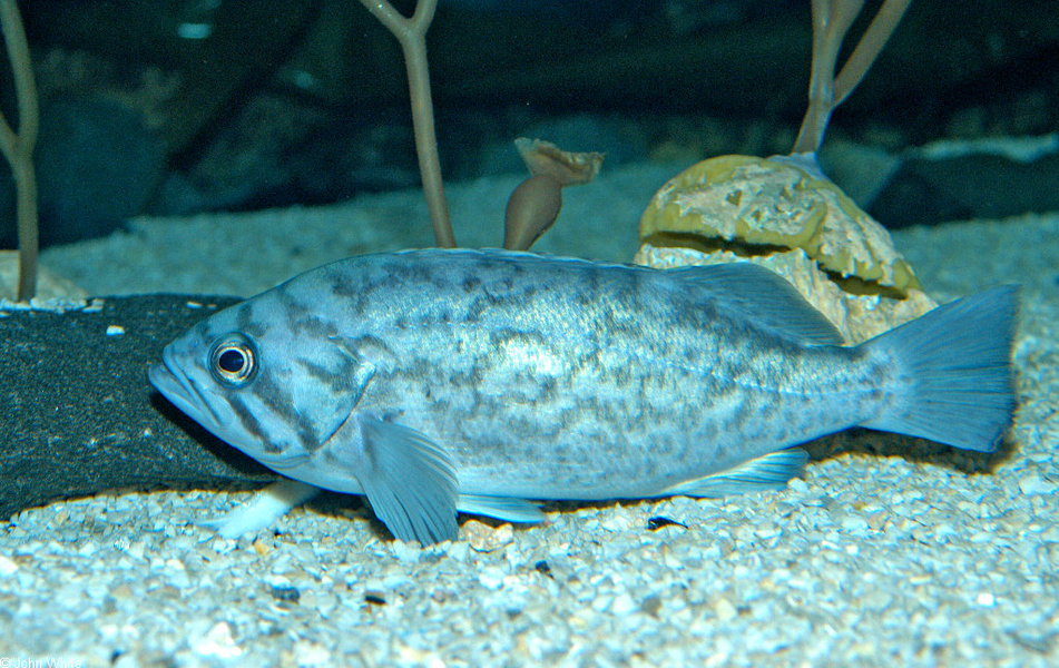 chromis_punctipinnis