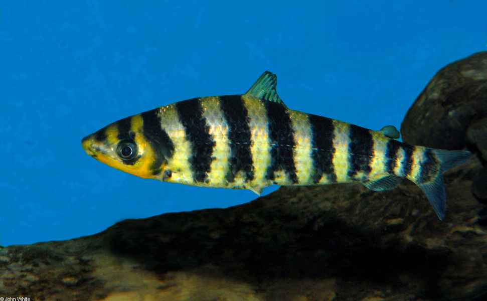 leporinus_fasciatus