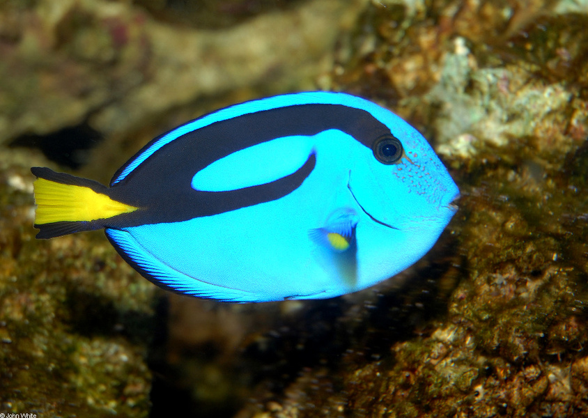 paracanthurus_hepatus