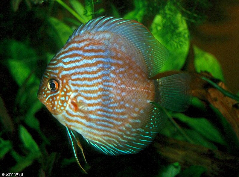 symphysodon_discus