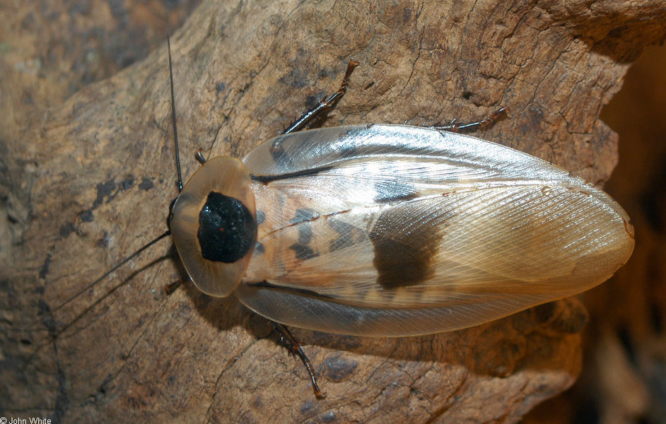 blaberus_giganteus