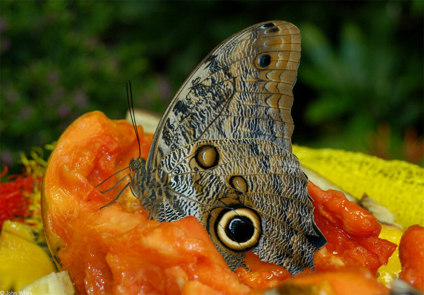 caligo_eurilochus