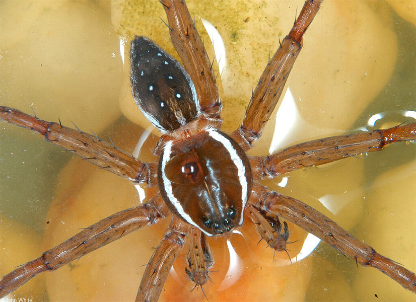 dolomedes_triton2