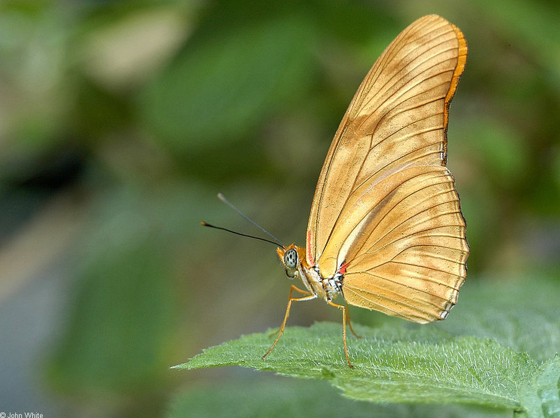 dryas_iulia1