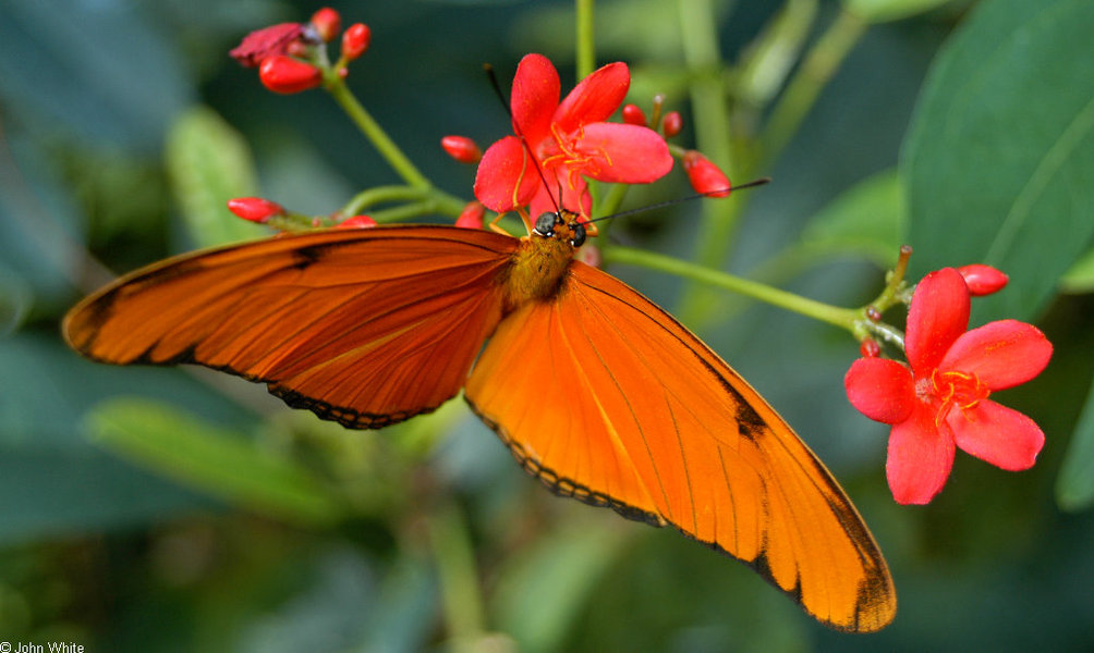 dryas_iulia2