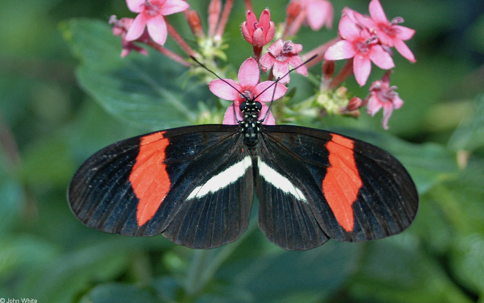 heliconius_erato1