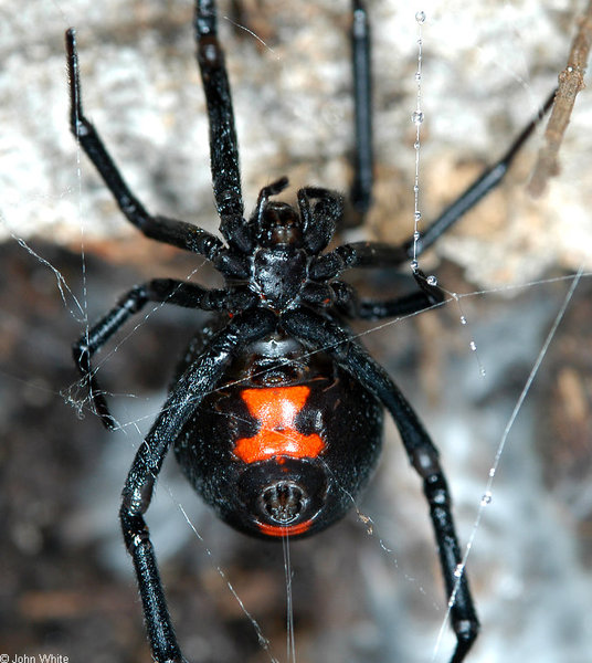 latrodectus_mactans3