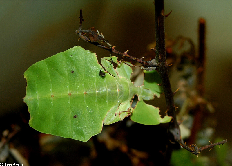 phyllium_bioculatum