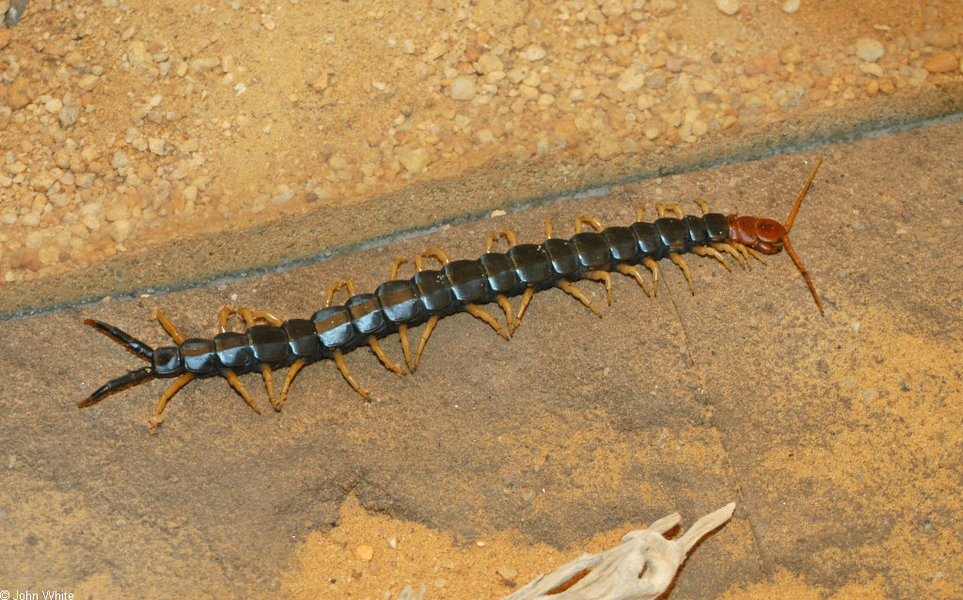 scolopendra_sp