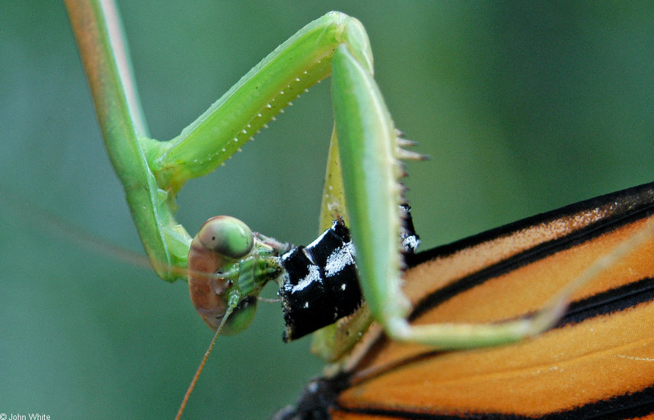 tenodera_aridifolia1