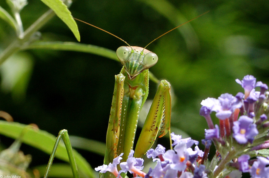 tenodera_aridifolia4