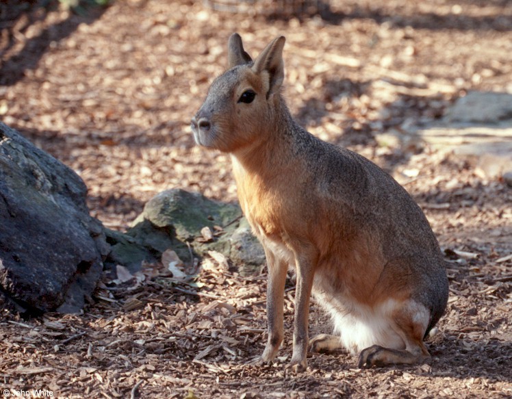 Eumetazoa