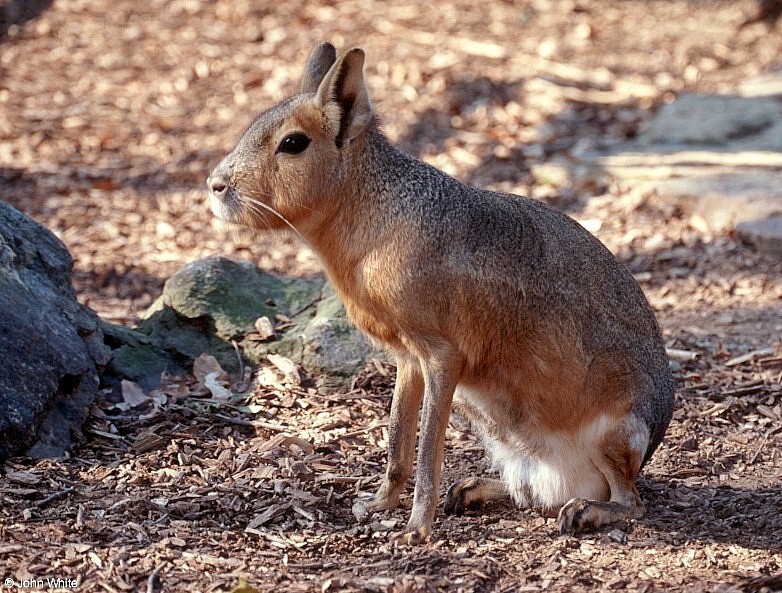 Eumetazoa