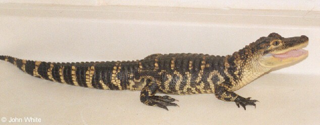 gator05