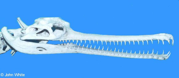 gharial