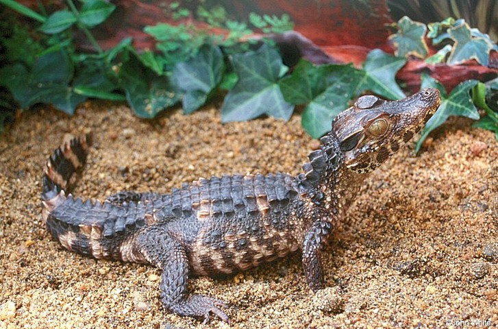 Photo of Paleosuchus trigonatus