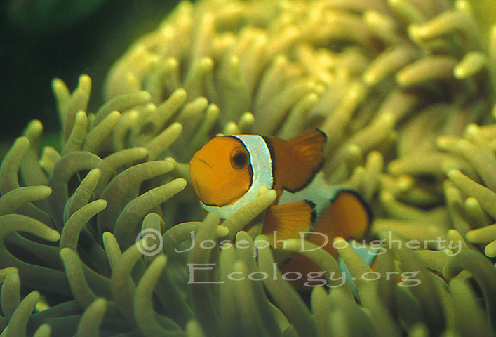 Photo of Amphiprion ocellaris