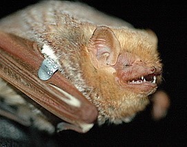 eastern_red_bat_dsc_0746