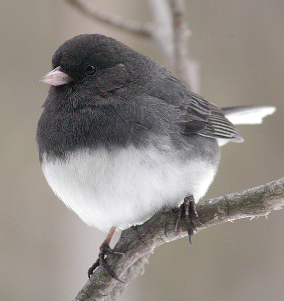 2003-0217_adult_Junco_2