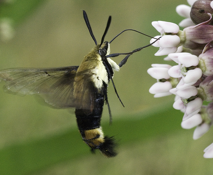 Lepidoptera