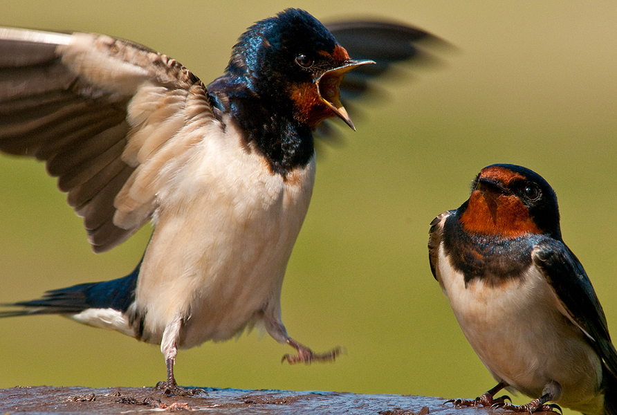 2009-0518_Swallows2