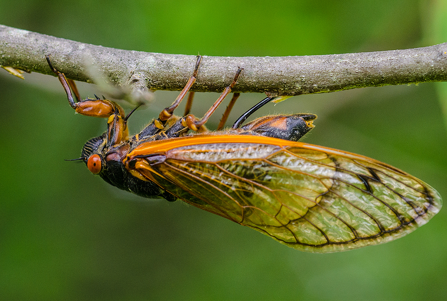 Cicadidae