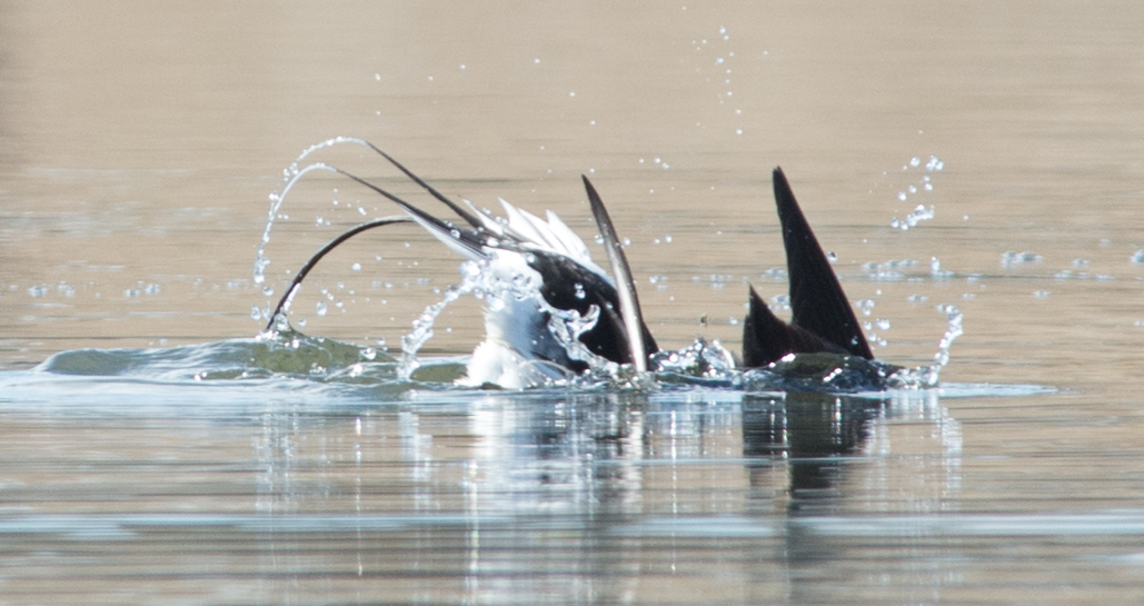 Anseriformes