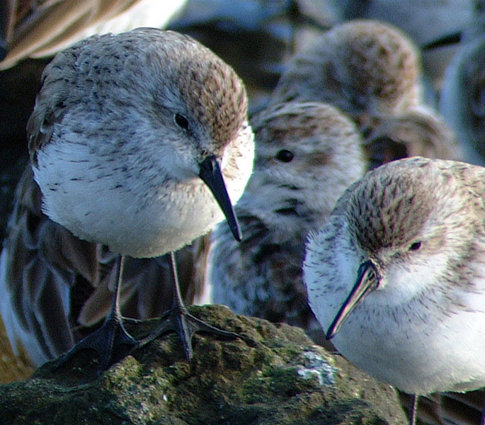 Calidris_mauri_flock