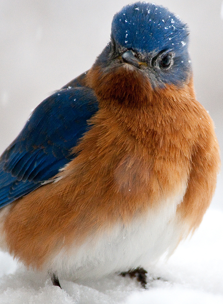 Male_Eastern_Bluebird