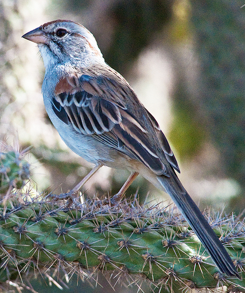 Rufous-winged_Sparrow