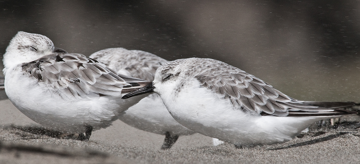 Sand_and_sanderling