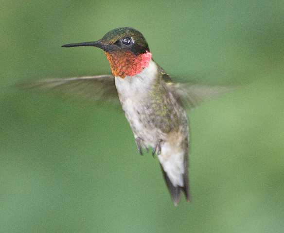 Photo of Archilochus colubris