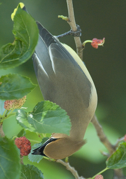 Muscicapoidea