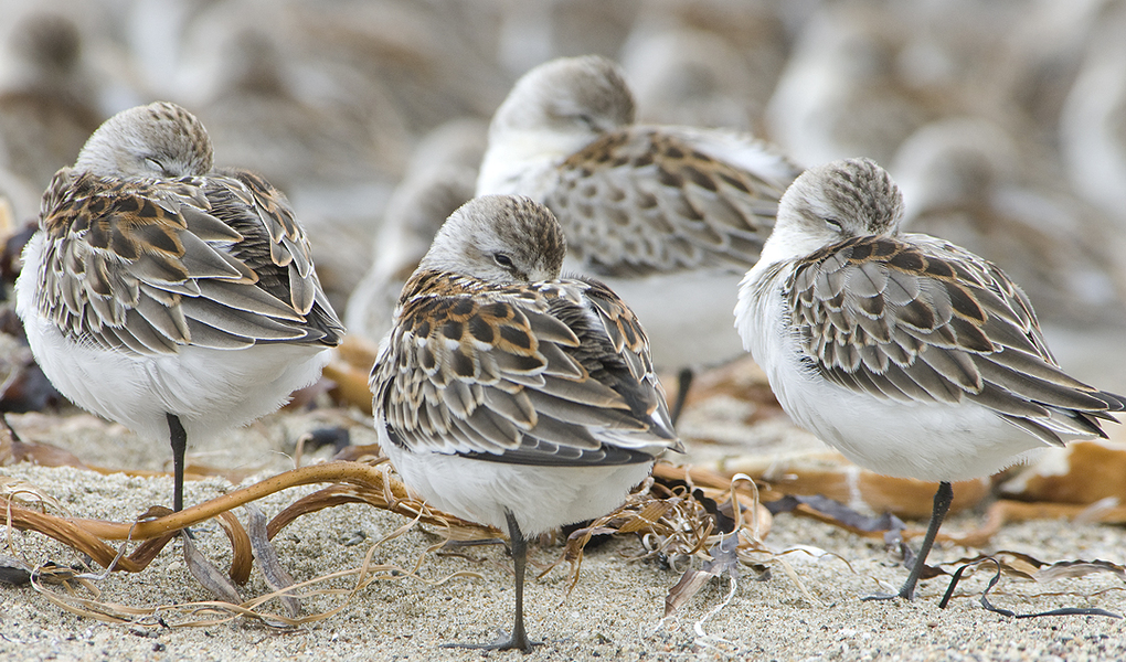 Calidris